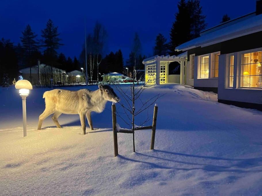 Kielo In Center Near All The Main Spots Rovaniemi Kültér fotó